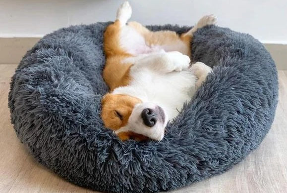 Find Tranquility How a Calming Dog Bed Can Help Your Pooch Relax and Buddies Pet Shop