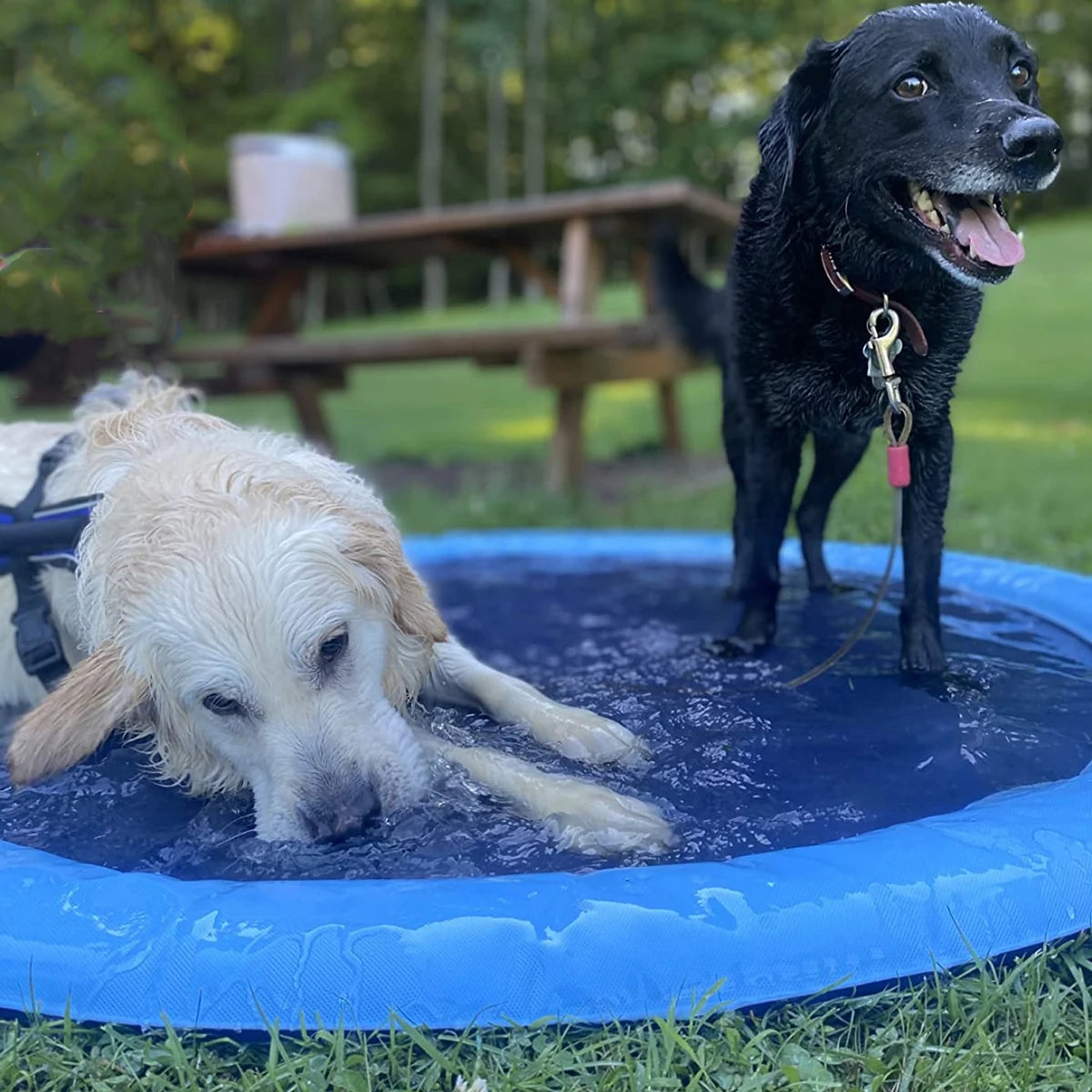 Two dogs enjoying a cooling sprinkler pad on a sunny day, perfect for summer fun and relief from heat.