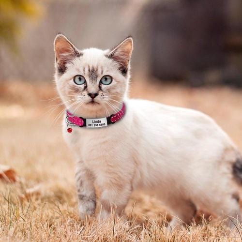 Personalized Engraved Cat Collars - Buddies Pet Shop