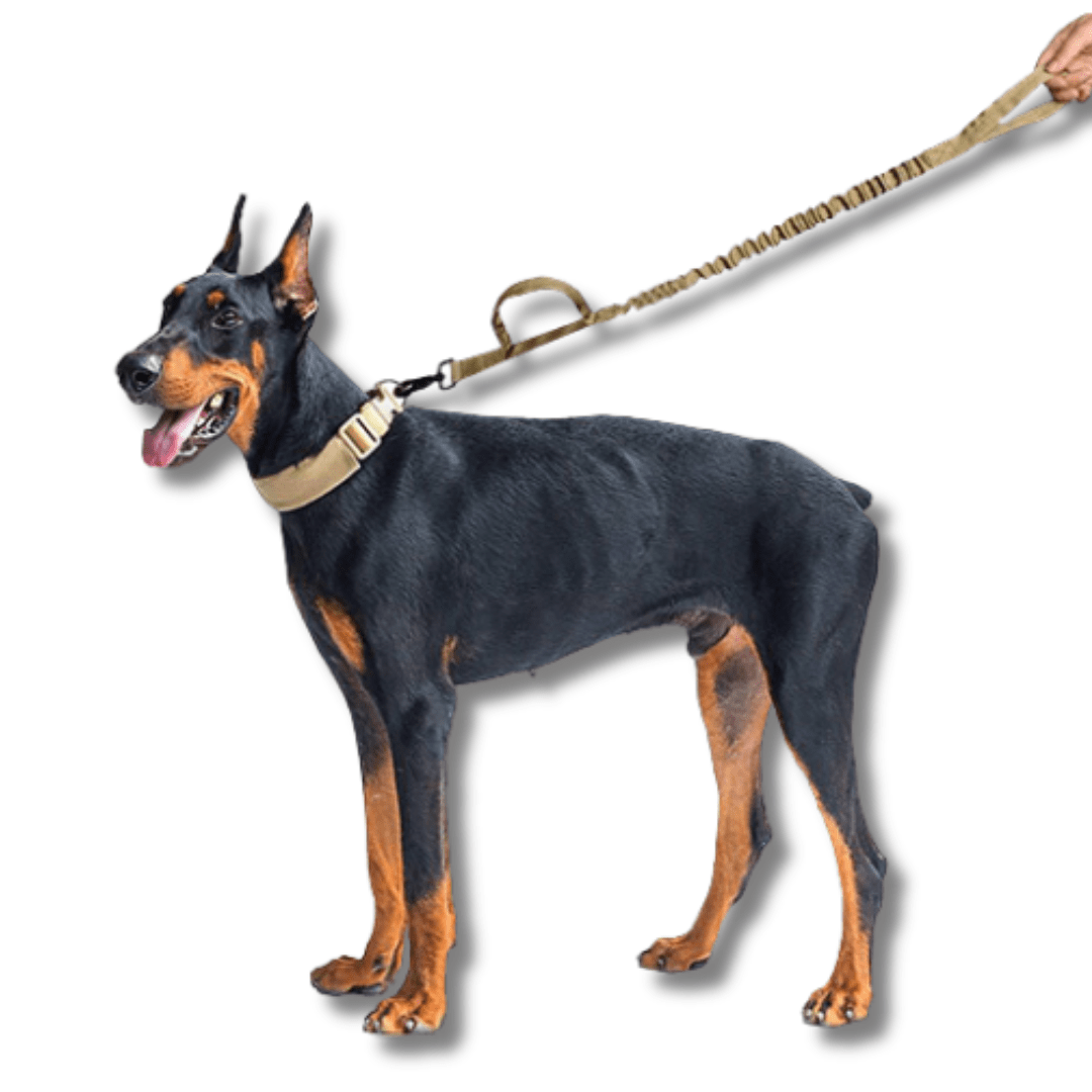 Tactical Collar and Leash Set