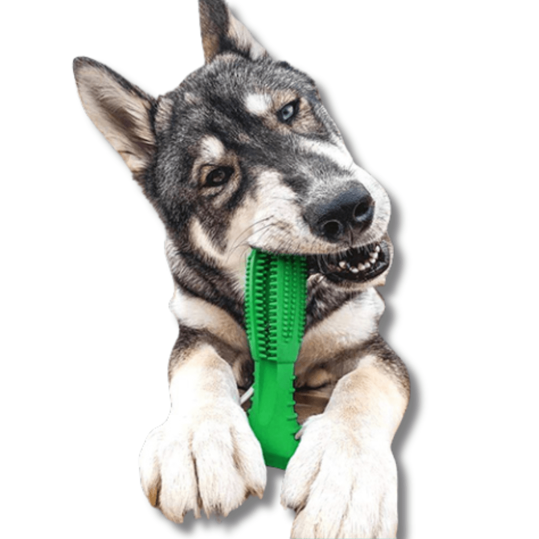 Ultimate Molar Chew Toy