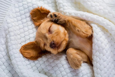 Paws and Dreams: The Importance of Your Dog Getting Proper Sleep