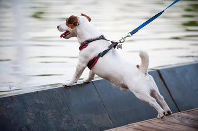 Walking Safely: The Importance of Using a Secure Harness for Your Dog