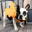 Shark Fin Dog Life Jacket