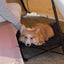 Fold & Go Outdoor Pet Bed