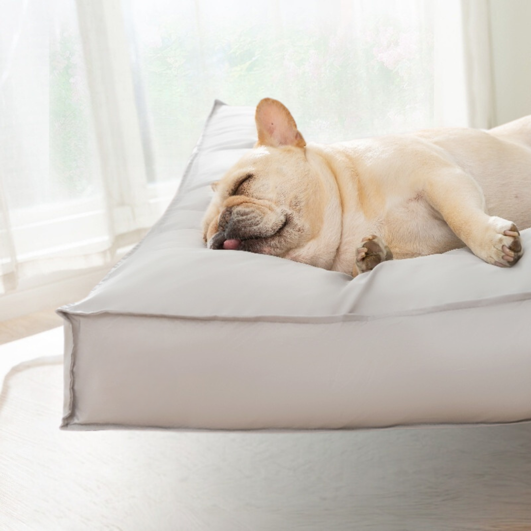 Happy dog lounging on a cozy, all-season waterproof mattress dog bed by the window, soaking in comfort and warmth.