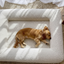 Luxury Bouclé Memory Foam Dog Bed