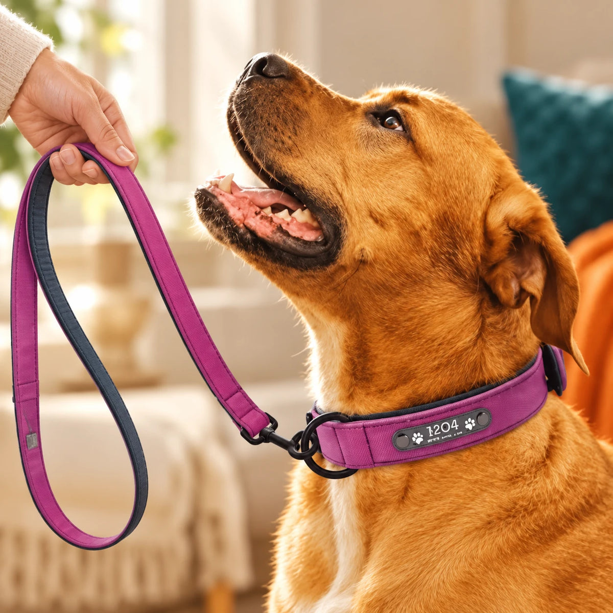 Dog wearing a personalised collar with a matching lead