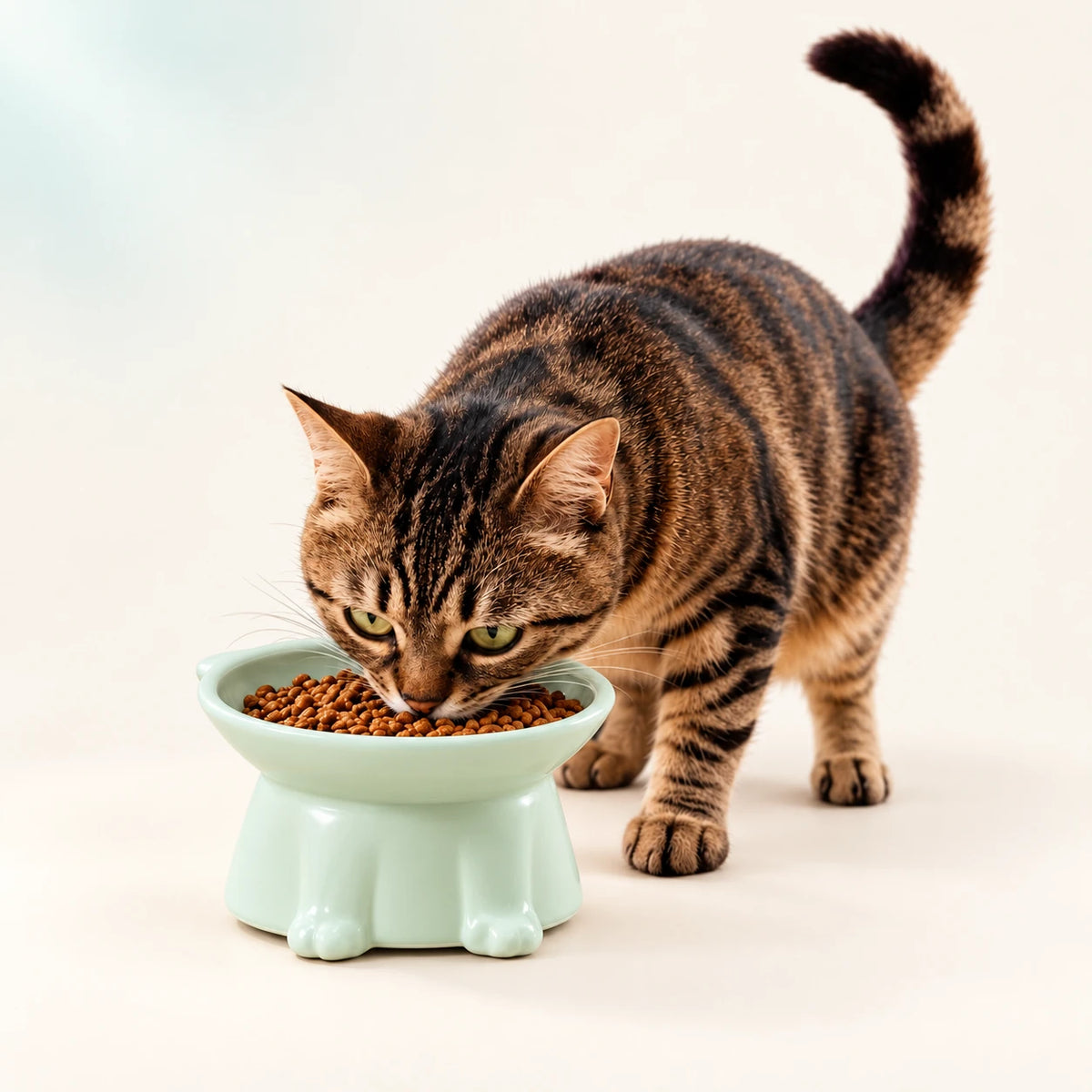 Tabby cat eating from a mint raised food bowl.