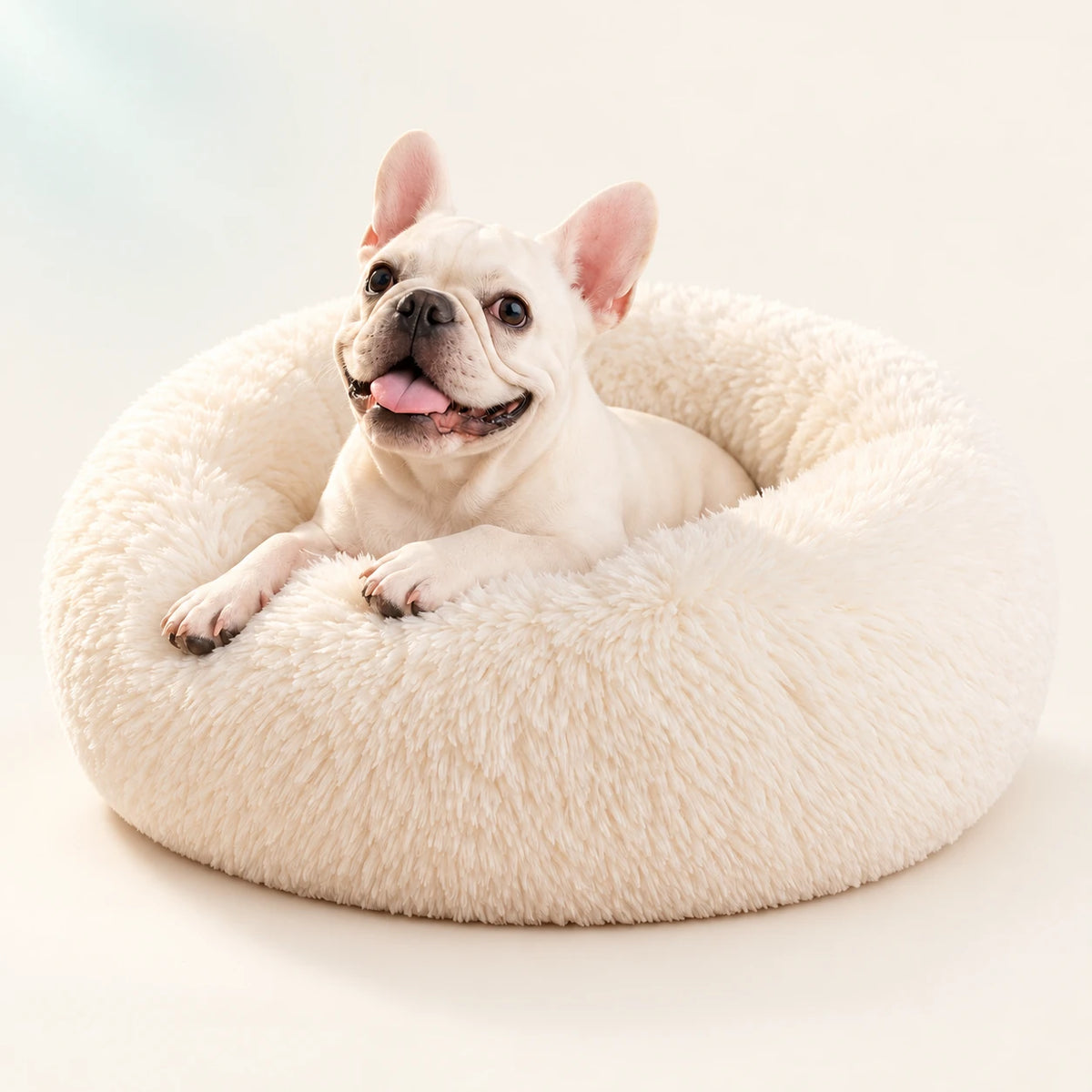 French bulldog resting in a cream round dog bed on a warm ivory background.