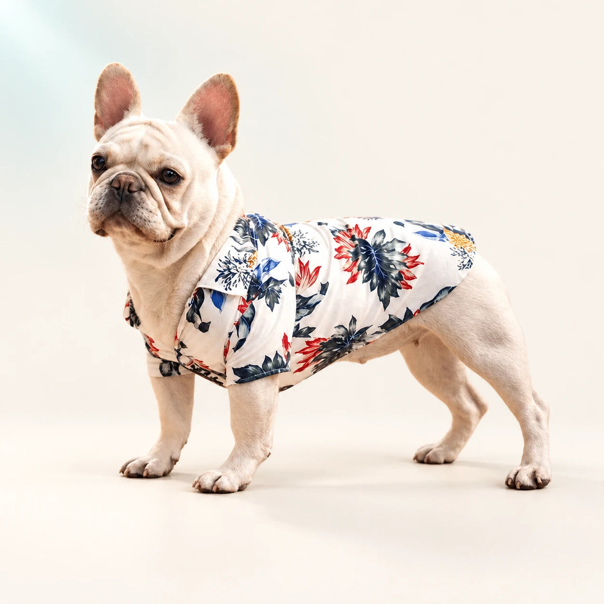 French bulldog wearing a floral shirt on a warm ivory background.