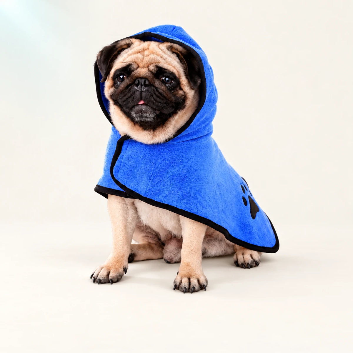 Pug wearing a blue bathrobe on a warm ivory background.