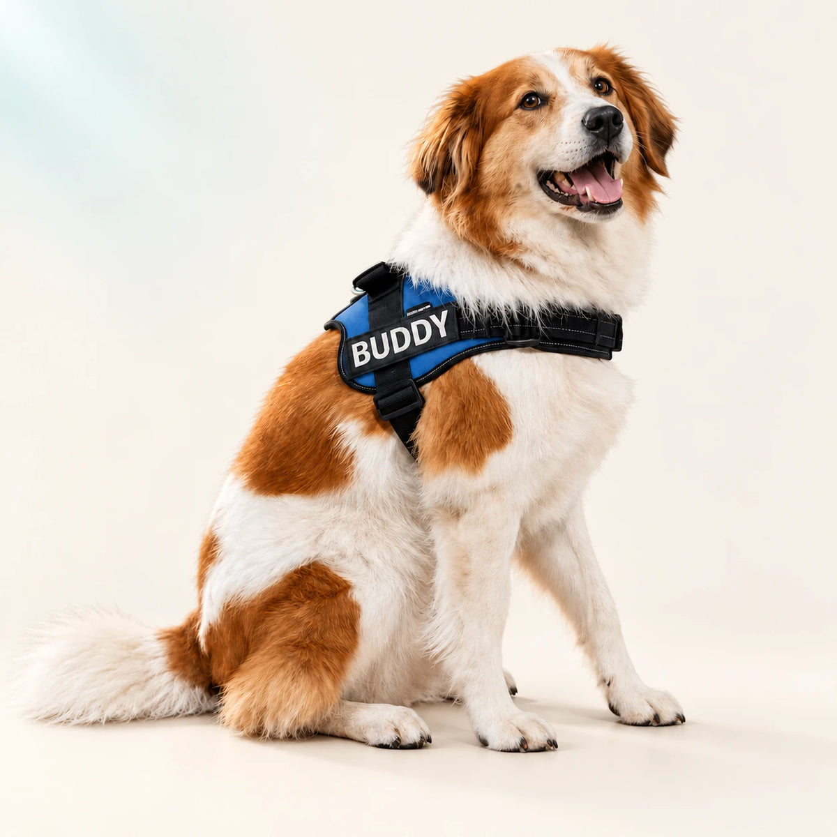 Dog wearing a personalised black harness on a warm ivory background.