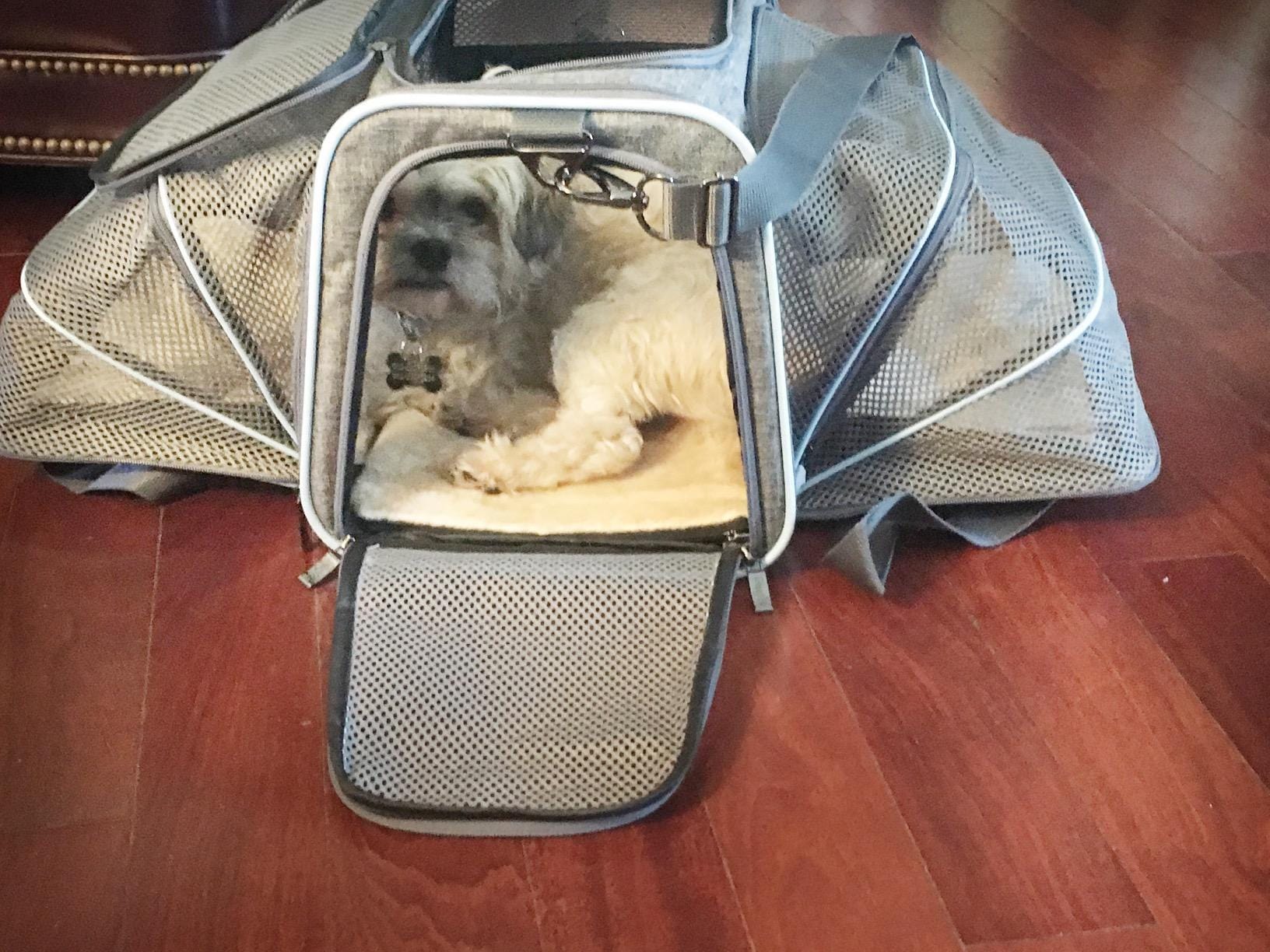 Airline Ready Dog Cat Carrier Buddies Pet Shop