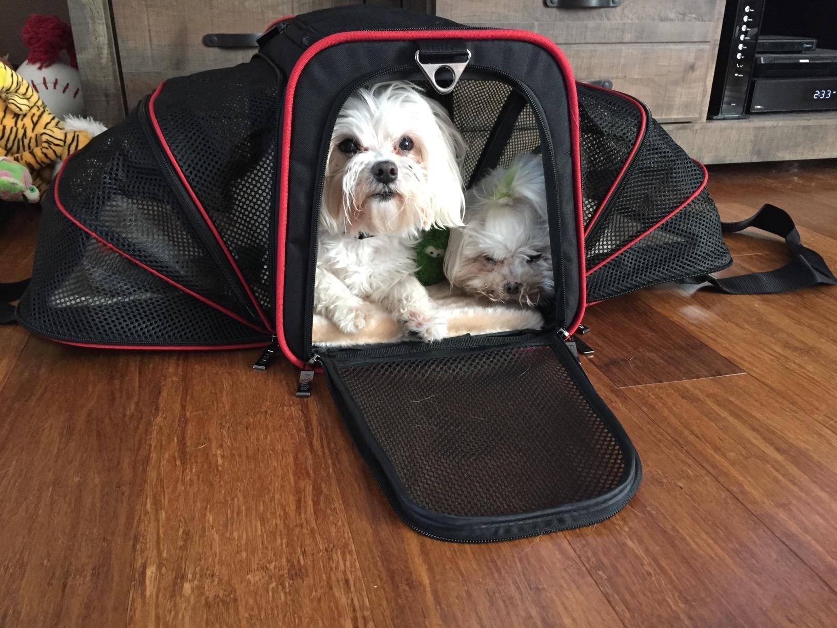 Airline Carrier Frenchie Dog Carrier Bulldog Puppy Best Airline