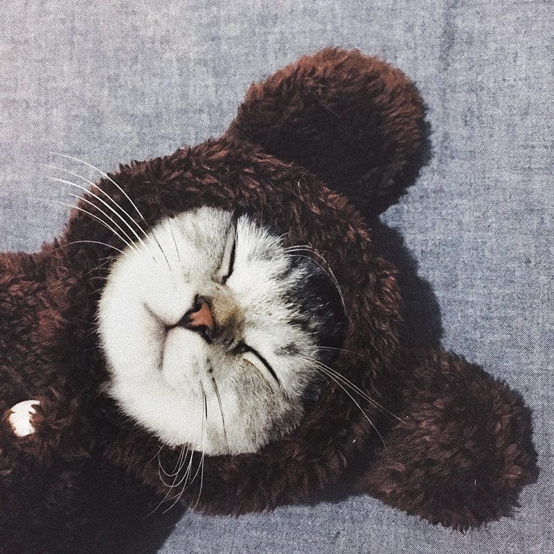 Teddy Bear Cat Hoodies