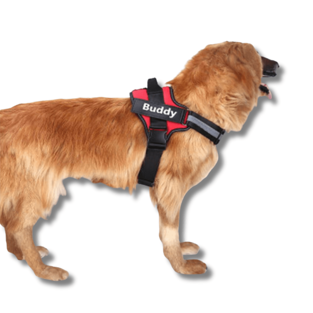Personalised No Pull Dog Harness