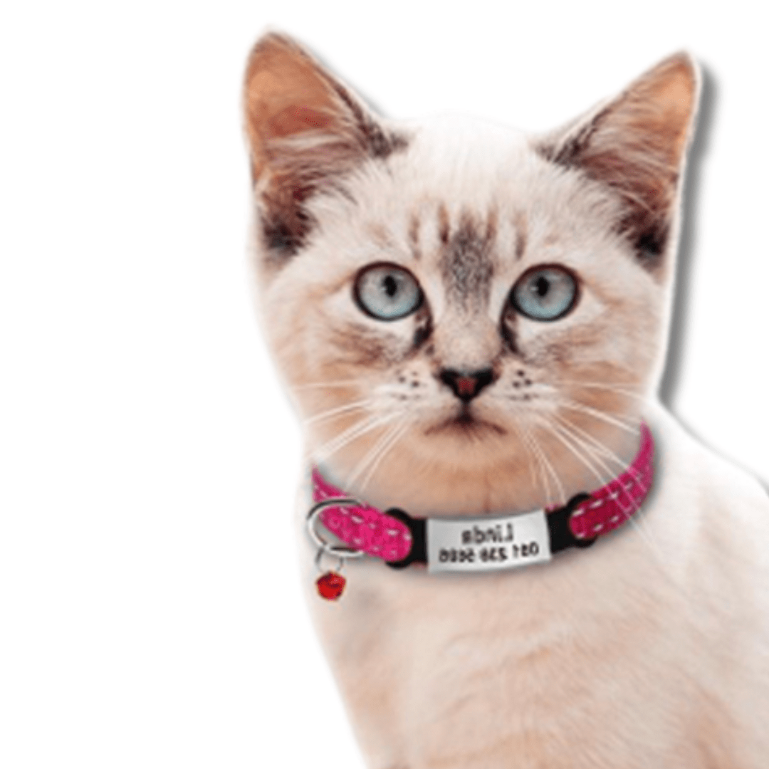 personalized engraved cat collar
