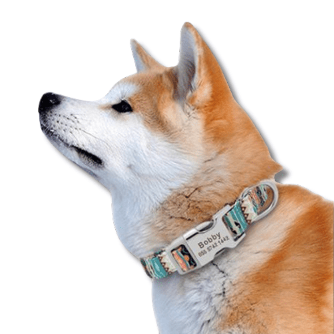 personalized engraved dog collar