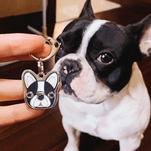French Bulldog - Buddies Pet Shop