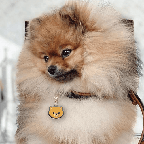 Pomeranian pet store online