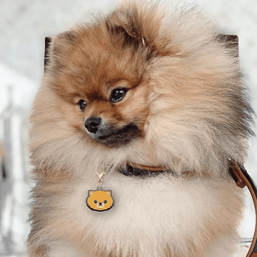 Pomeranian - Buddies Pet Shop