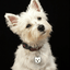 West Highland Terrier - Buddies Pet Shop