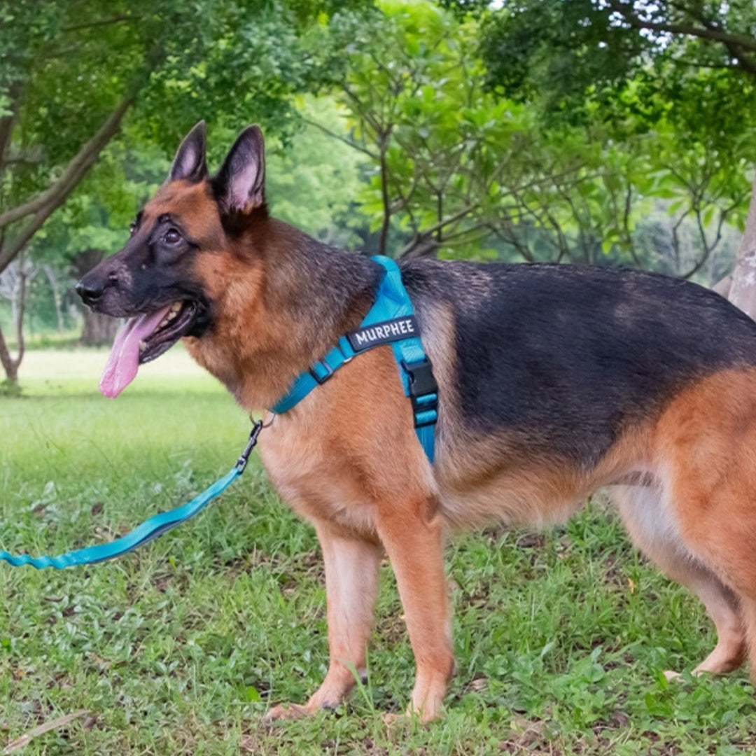 Easy-On Nylon Personalized Harness